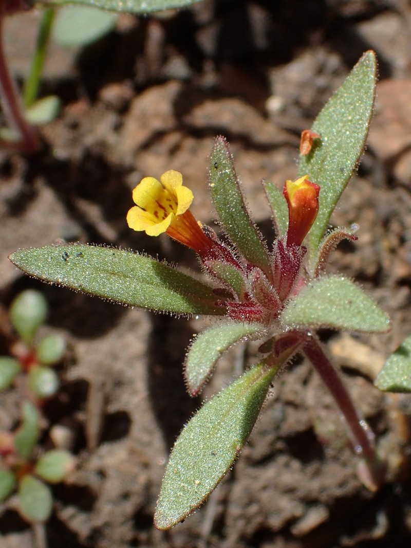 Slender Monkeyflower photo 6