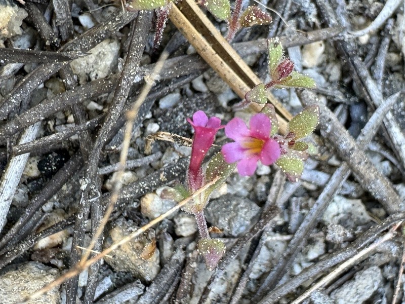 Slender Monkeyflower photo 7