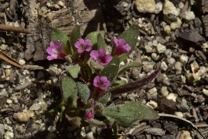 Slender Monkeyflower photo 8