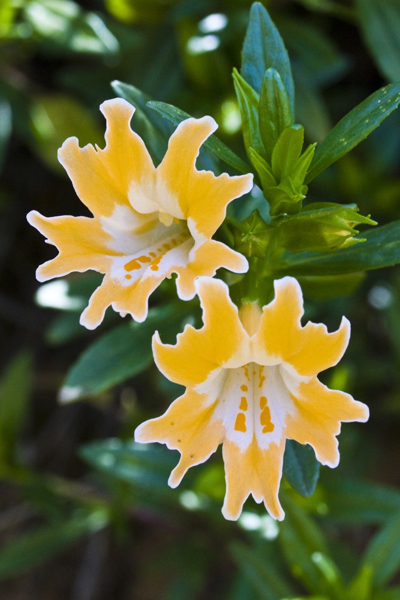 Chaparral Bush Monkeyflower