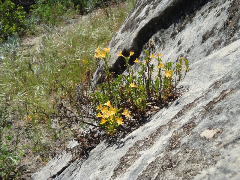 Chaparral Bush Monkeyflower