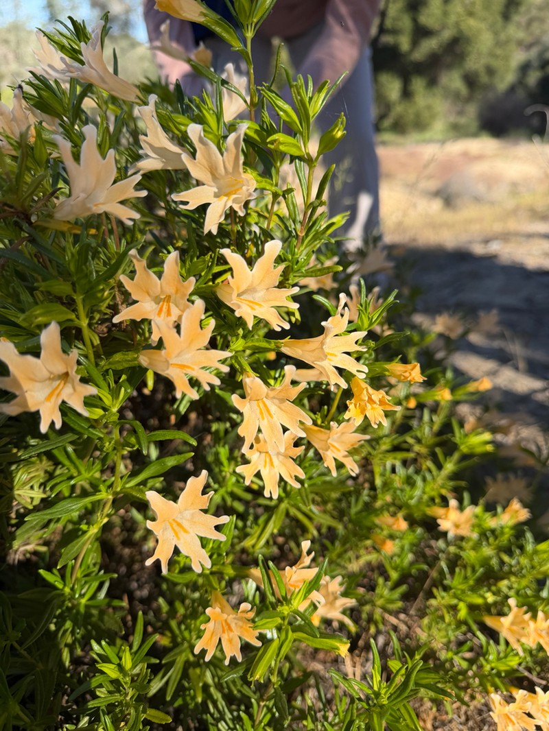 Chaparral Bush Monkeyflower photo 3
