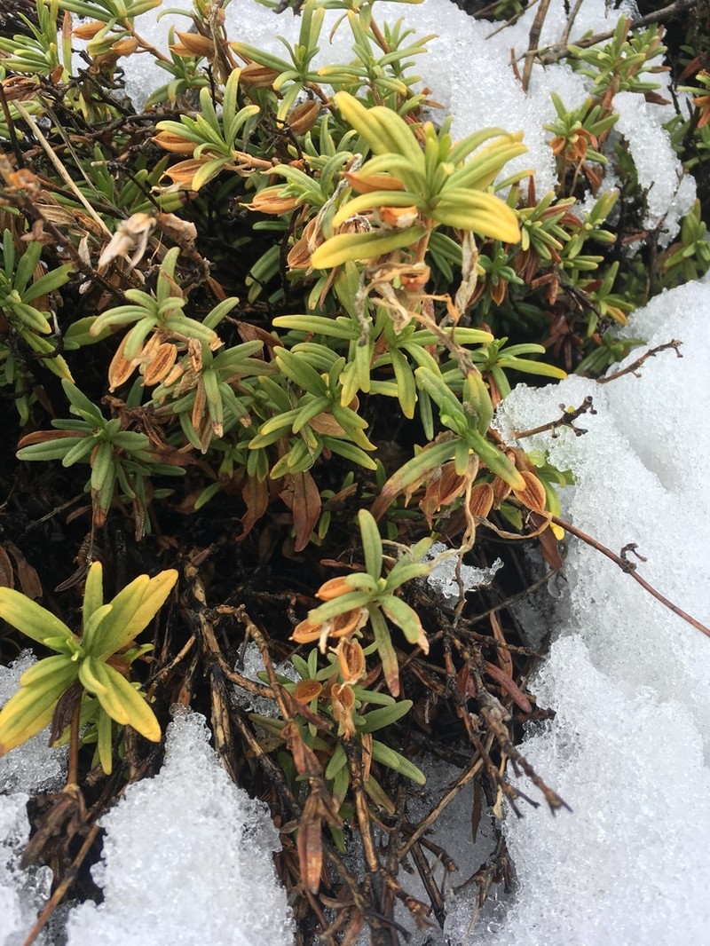 Chaparral Bush Monkeyflower photo 5