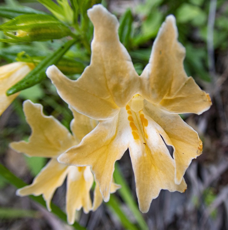 Chaparral Bush Monkeyflower photo 8