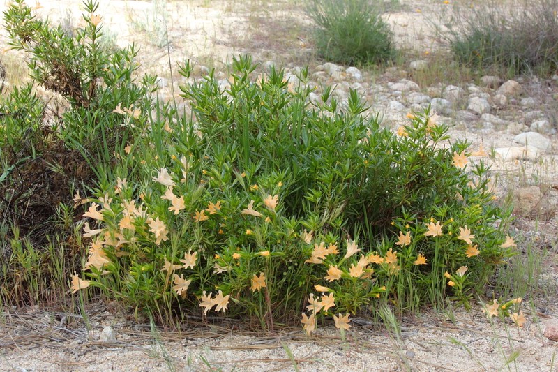 Santa Lucia Mountain Bush Monkeyflower photo 2