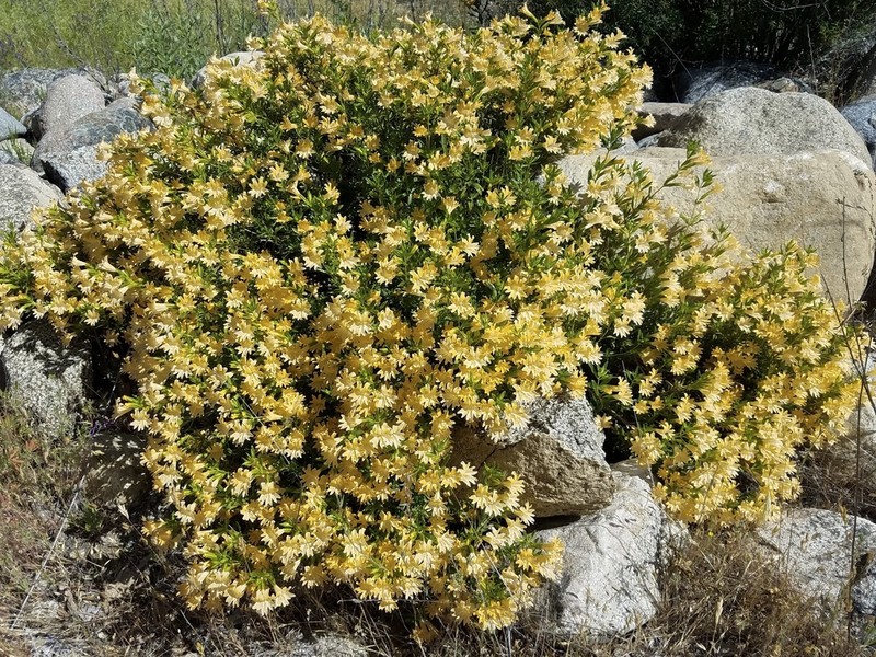 Santa Lucia Mountain Bush Monkeyflower photo 4