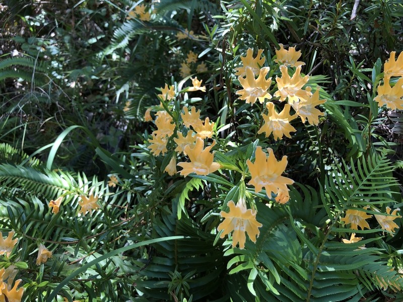Santa Lucia Mountain Bush Monkeyflower photo 6