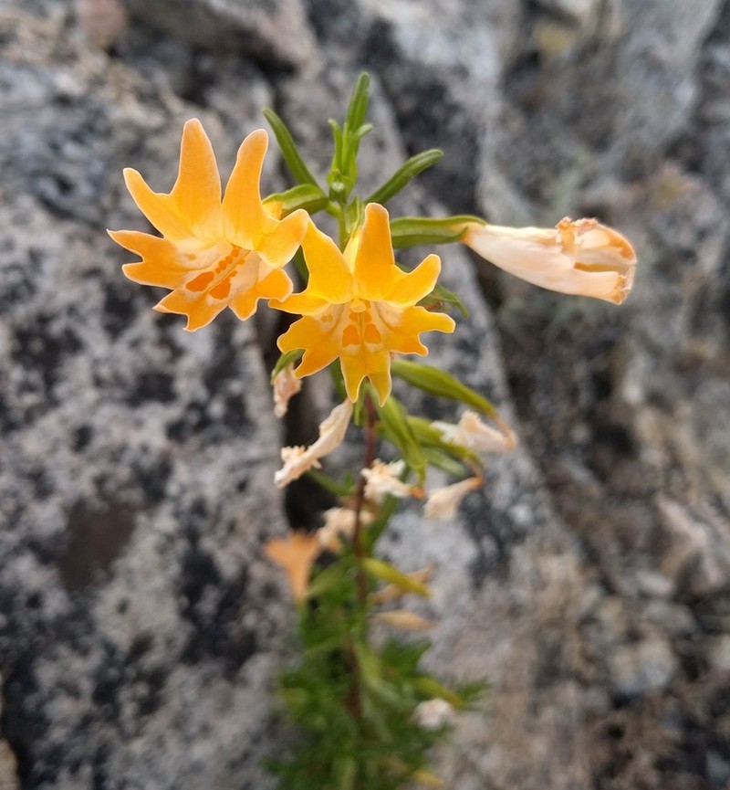 Santa Lucia Mountain Bush Monkeyflower photo 7