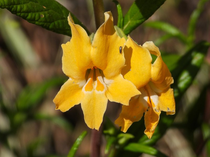 Southern Bush Monkeyflower