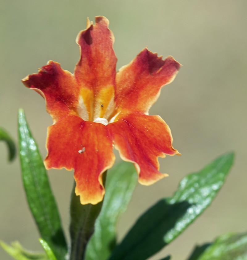 Southern Bush Monkeyflower