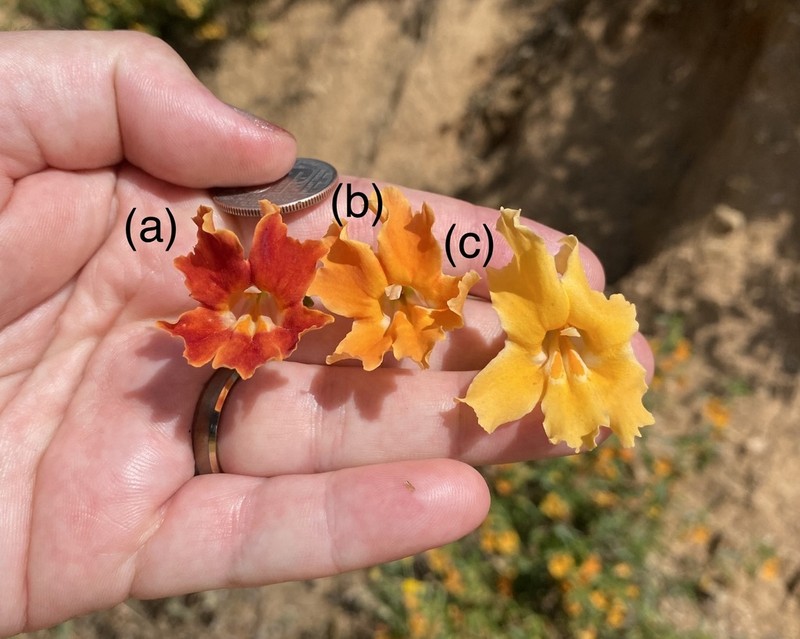 Southern Bush Monkeyflower photo 2