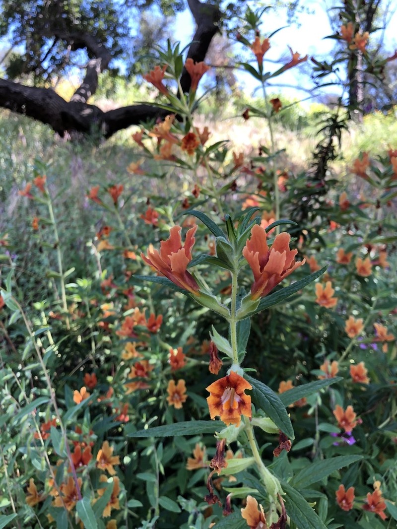 Southern Bush Monkeyflower photo 3