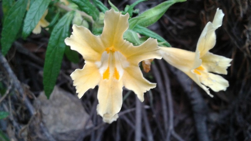 Southern Bush Monkeyflower photo 4