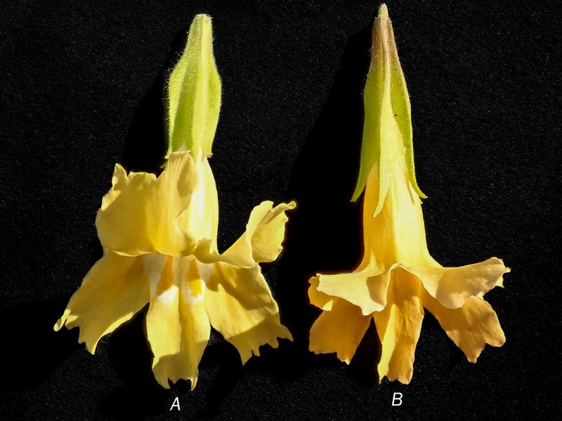 Southern Bush Monkeyflower photo 5