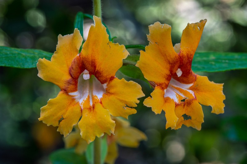 Southern Bush Monkeyflower photo 6