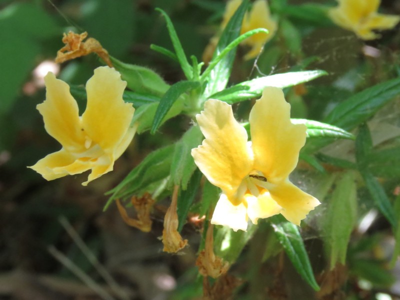 Southern Bush Monkeyflower photo 7