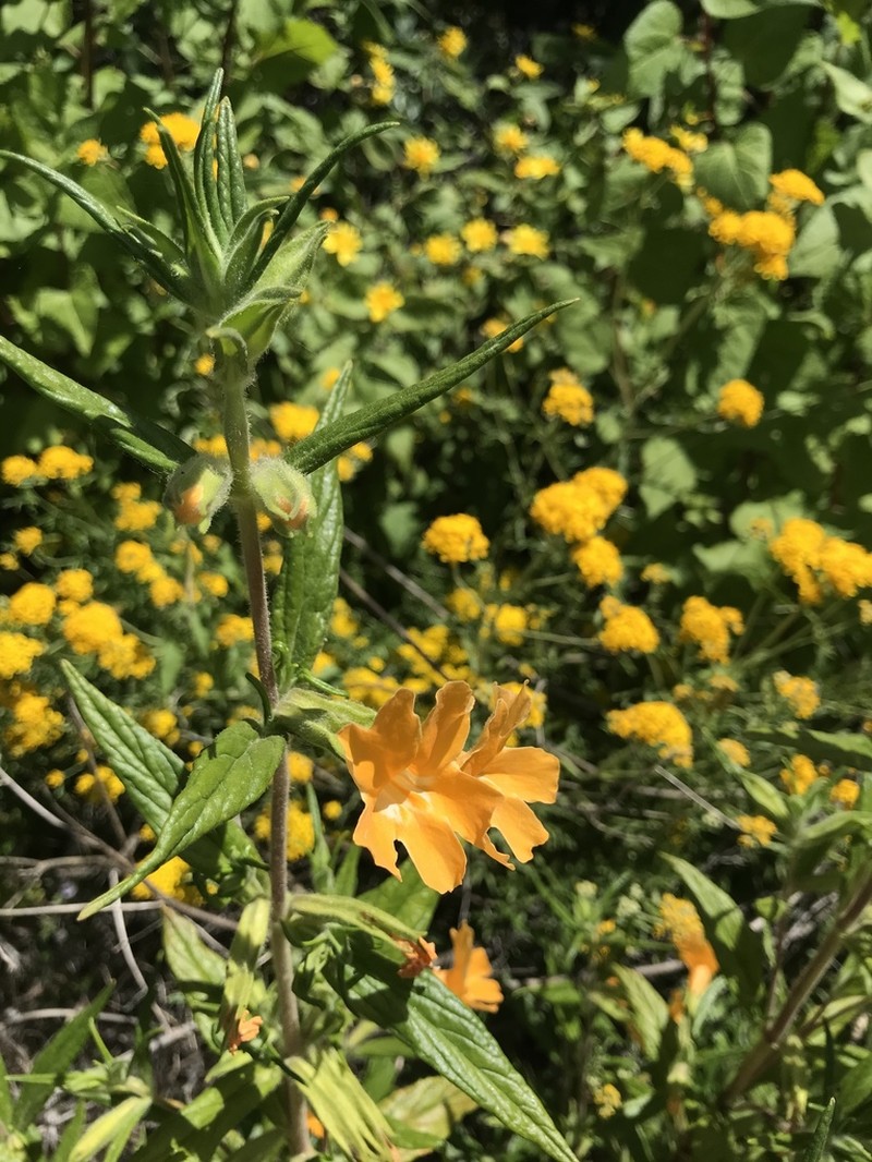 Southern Bush Monkeyflower photo 8