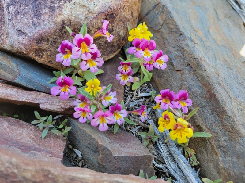 Red Monkeyflower