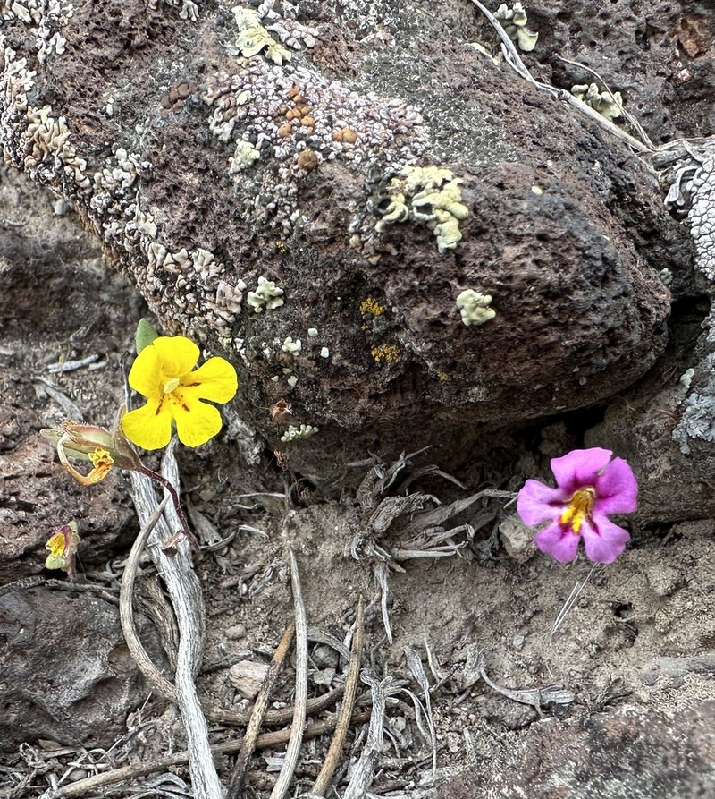 Red Monkeyflower photo 2