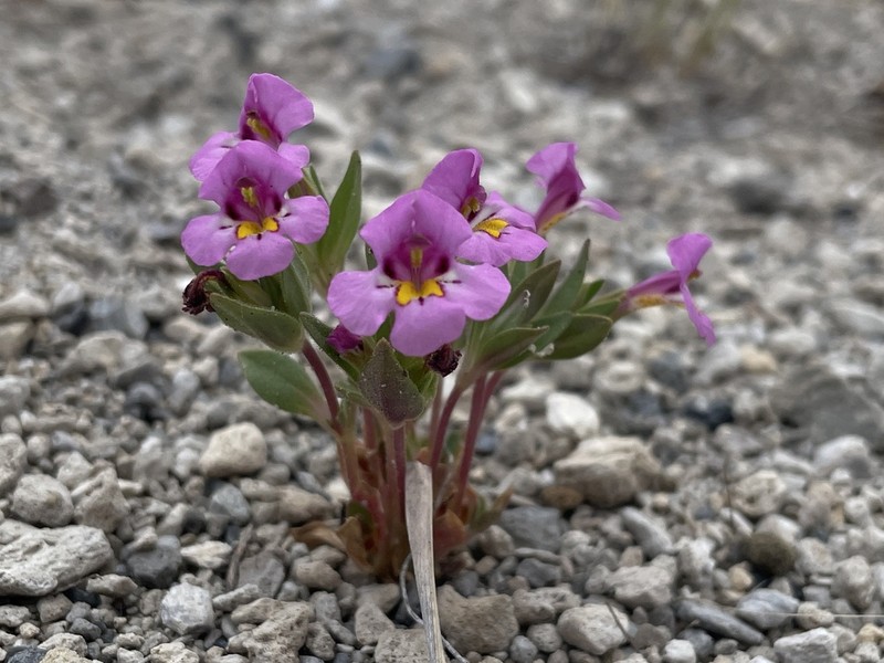 Red Monkeyflower photo 3