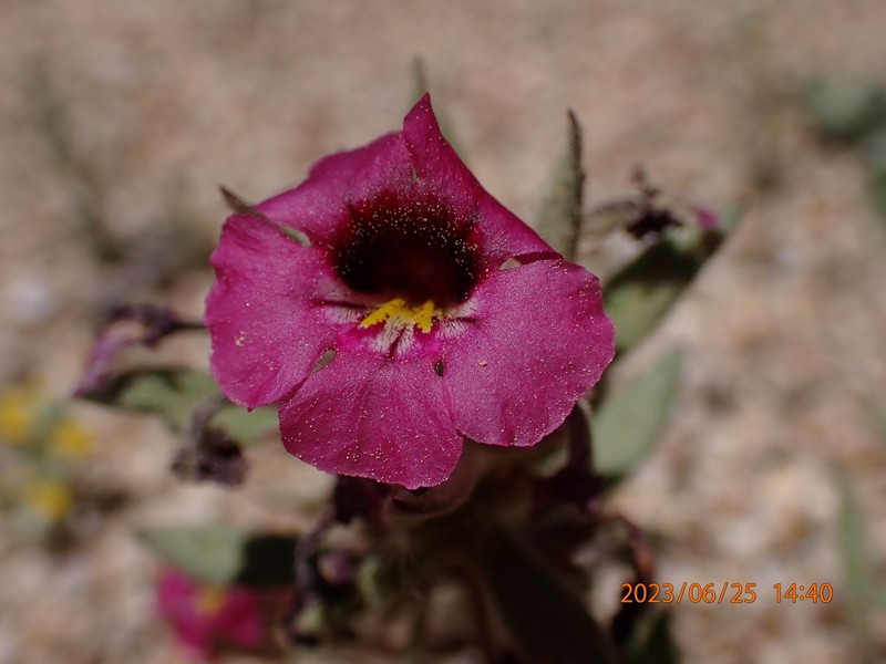 Red Monkeyflower photo 5