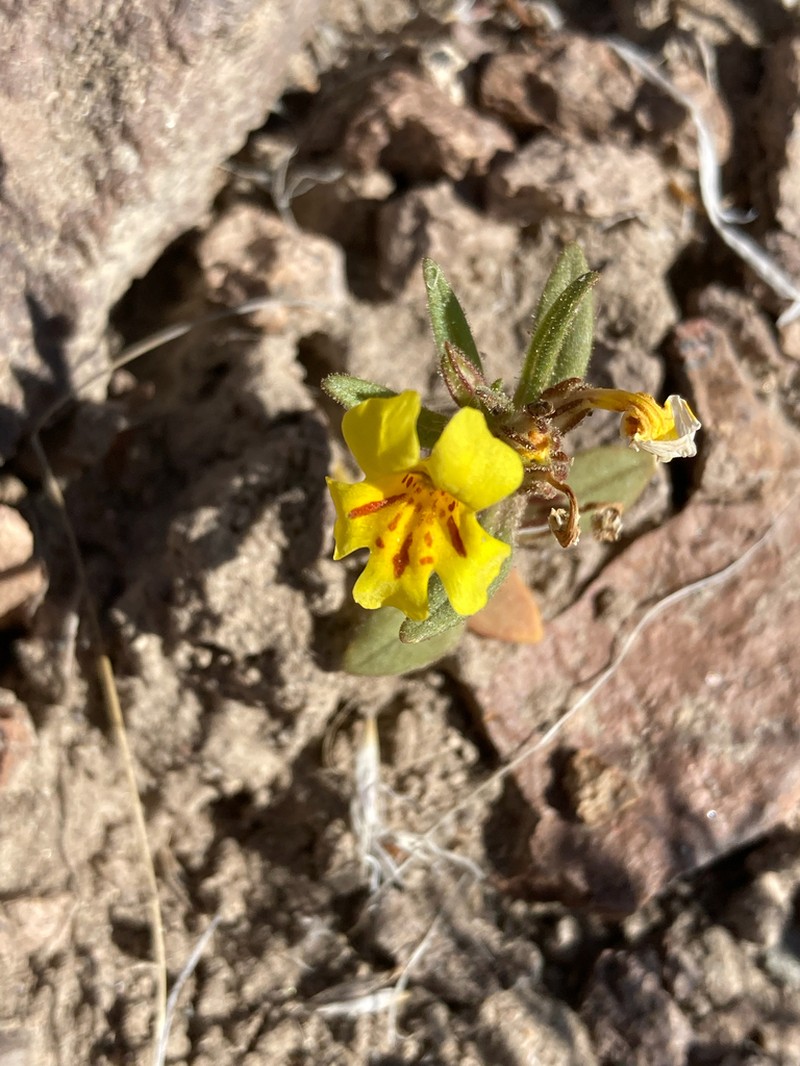 Red Monkeyflower photo 6