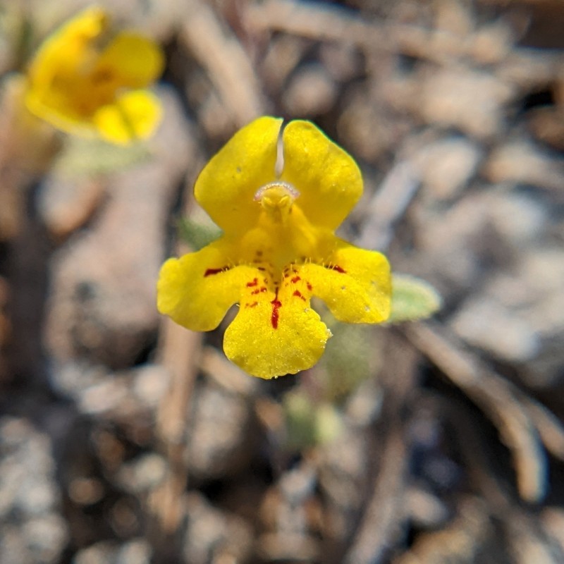 Yellow And Purple Monkeyflower photo 4