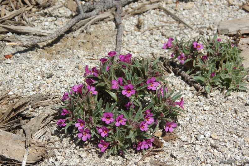 Yellow And Purple Monkeyflower photo 7