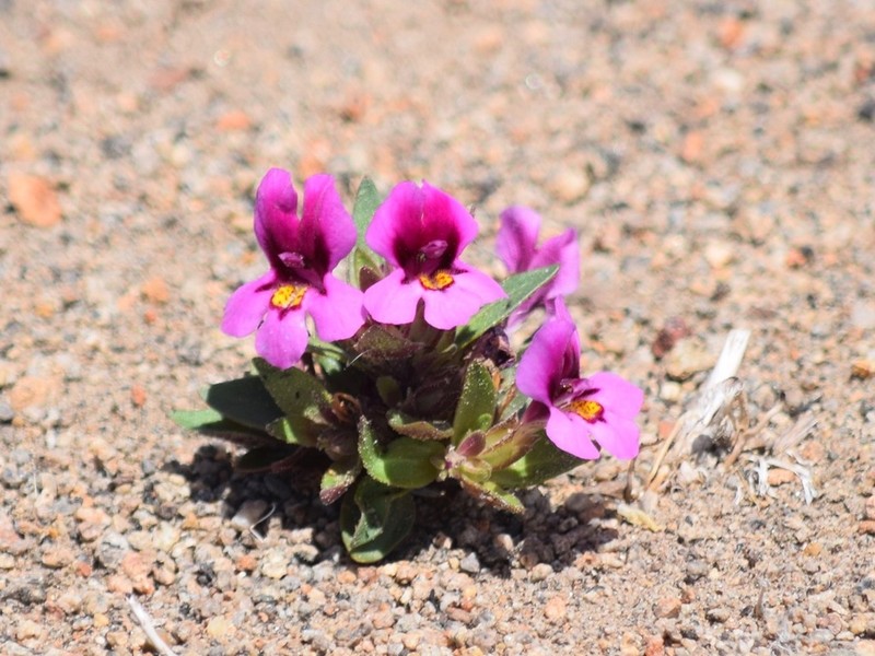Yellow And Purple Monkeyflower photo 8