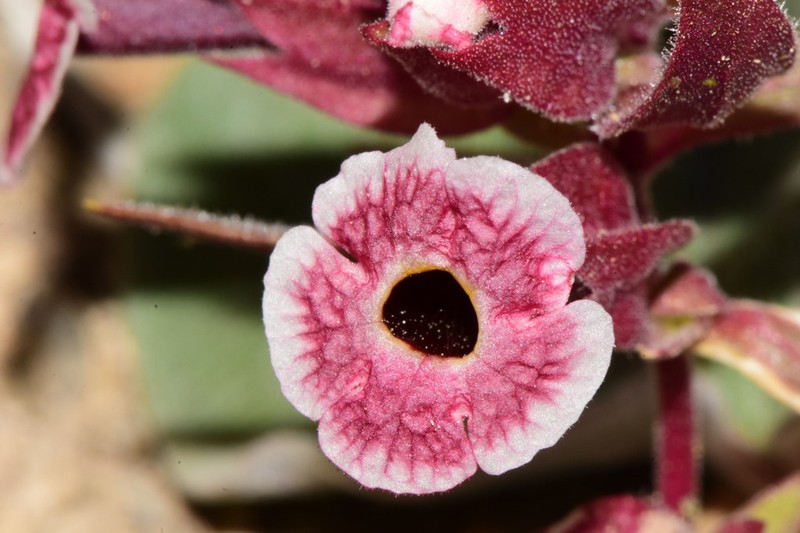 Mojave Monkeyflower