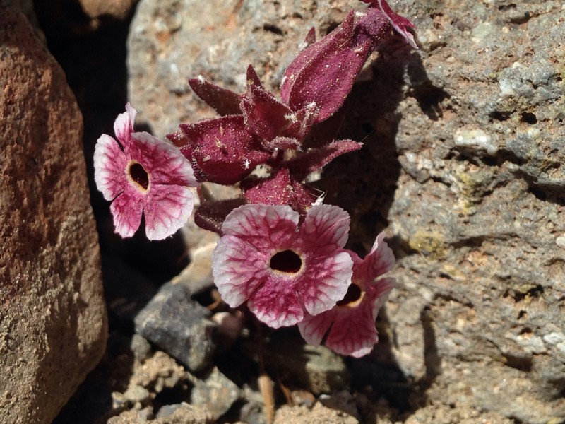 Mojave Monkeyflower photo 2