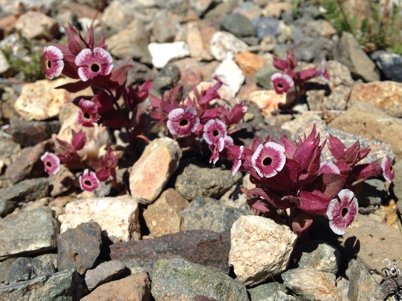 Mojave Monkeyflower photo 3