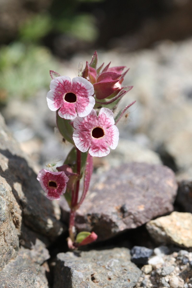 Mojave Monkeyflower photo 4