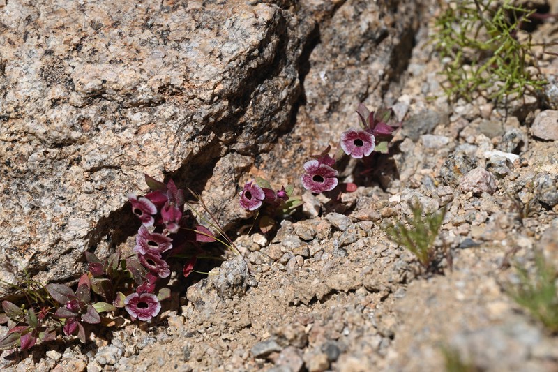 Mojave Monkeyflower photo 5