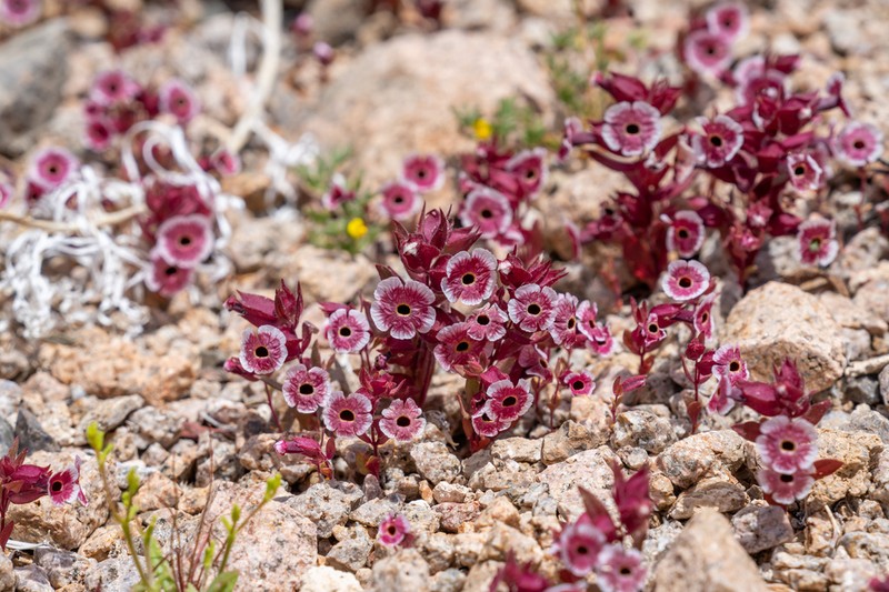 Mojave Monkeyflower photo 6