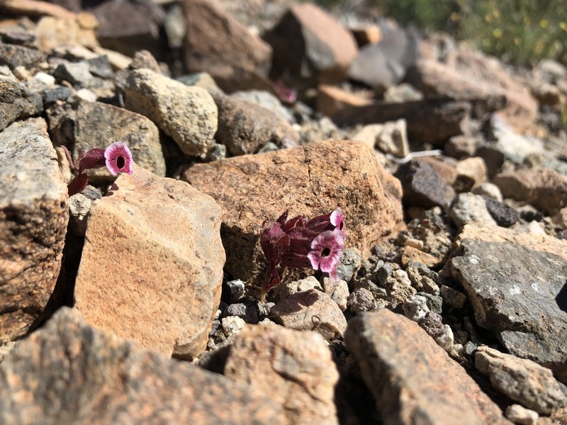 Mojave Monkeyflower photo 7