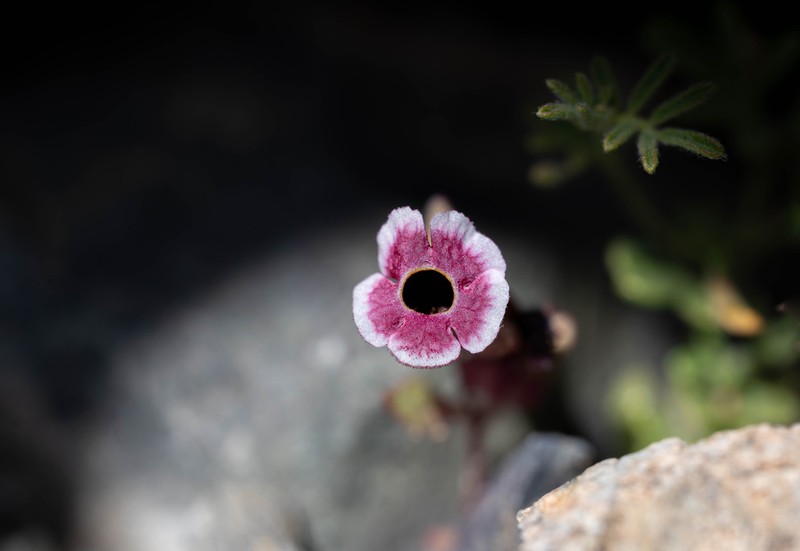 Mojave Monkeyflower photo 8