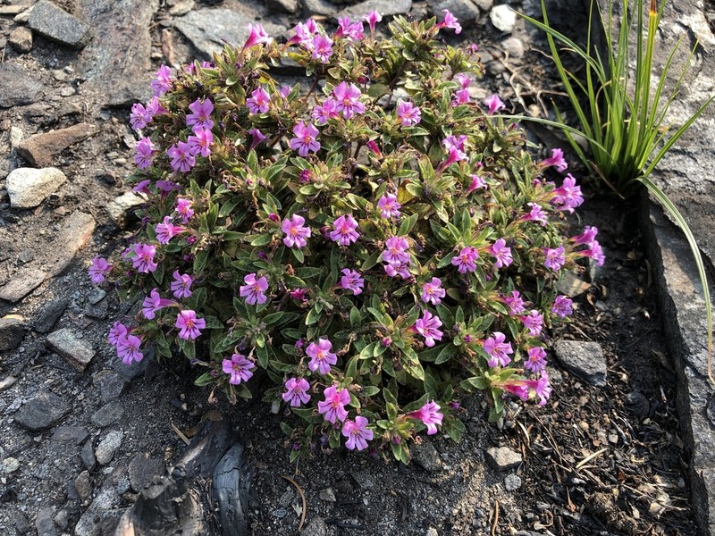 Dwarf Purple Monkeyflower