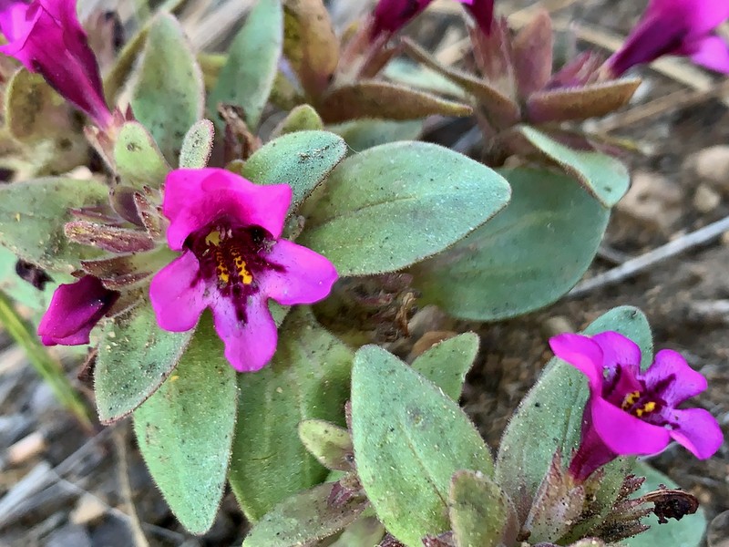 Dwarf Purple Monkeyflower photo 2