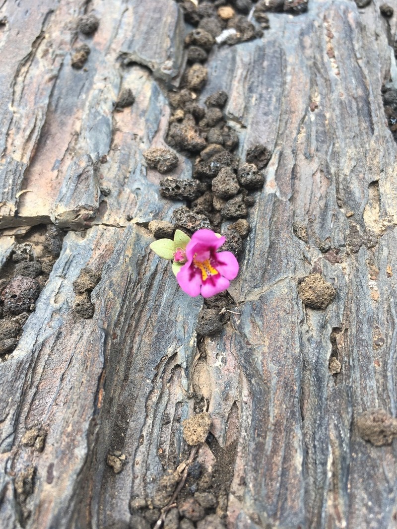 Dwarf Purple Monkeyflower photo 3