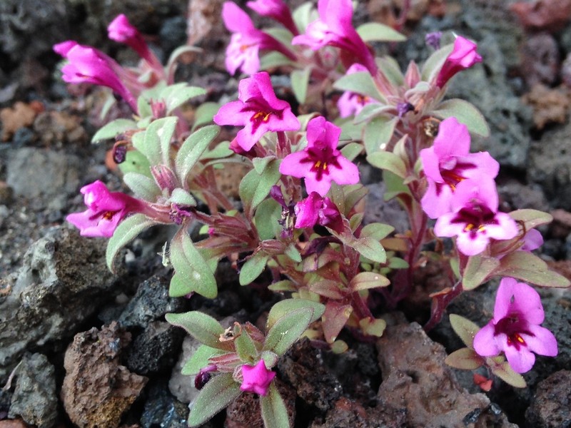 Dwarf Purple Monkeyflower photo 4