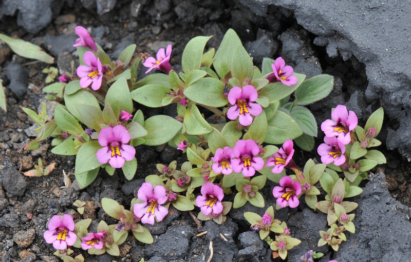 Dwarf Purple Monkeyflower photo 5