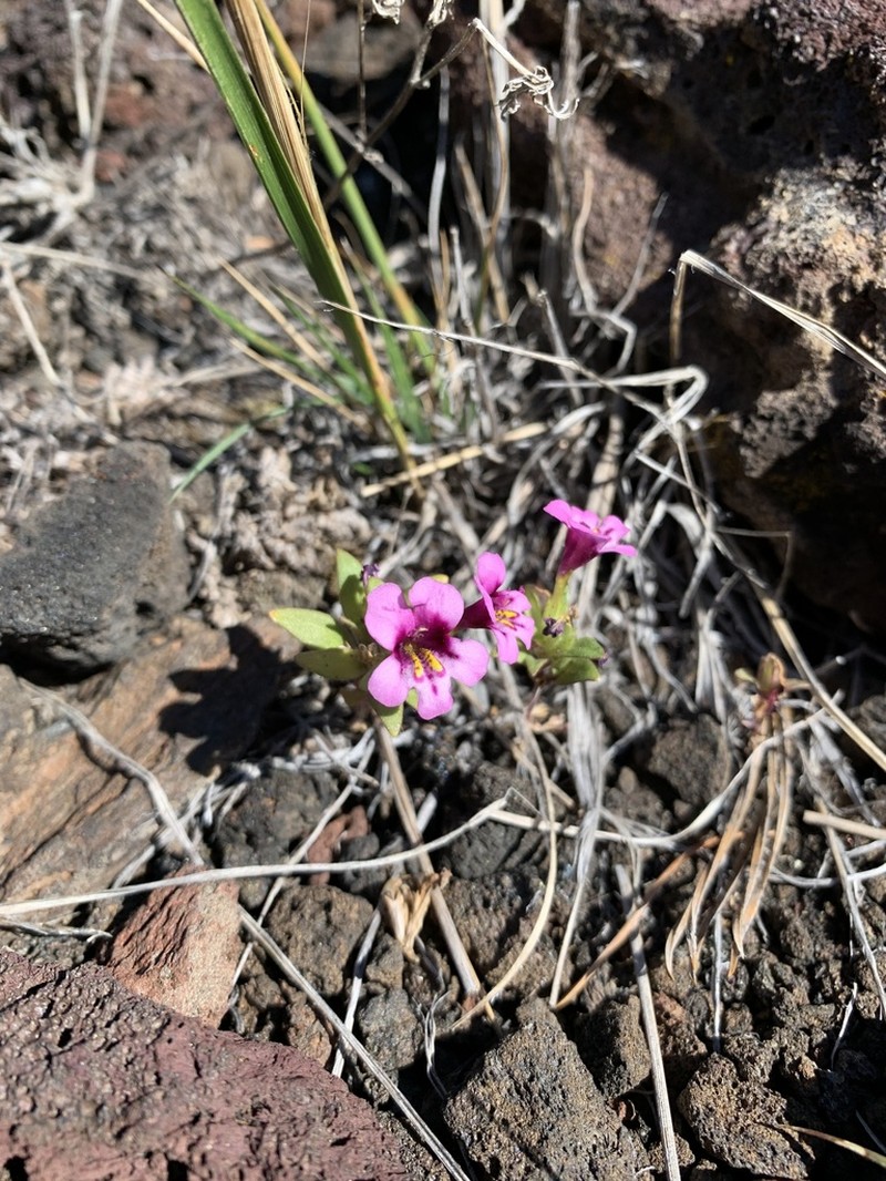 Dwarf Purple Monkeyflower photo 6