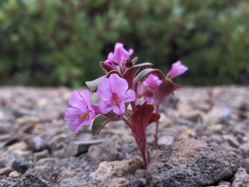 Dwarf Purple Monkeyflower photo 7