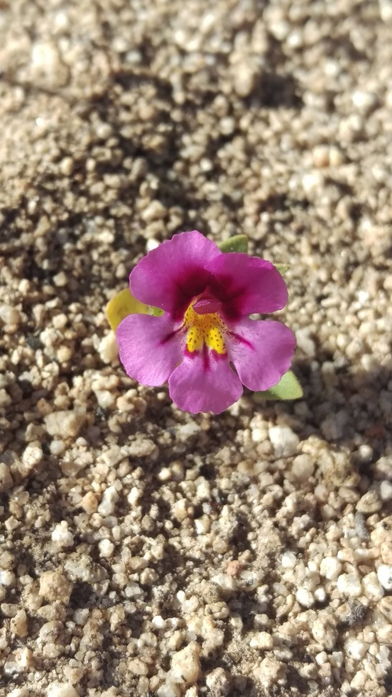 Dwarf Purple Monkeyflower photo 8