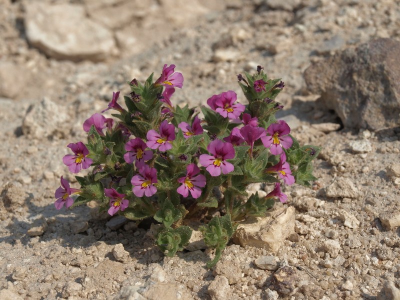 Eggleaf Monkeyflower