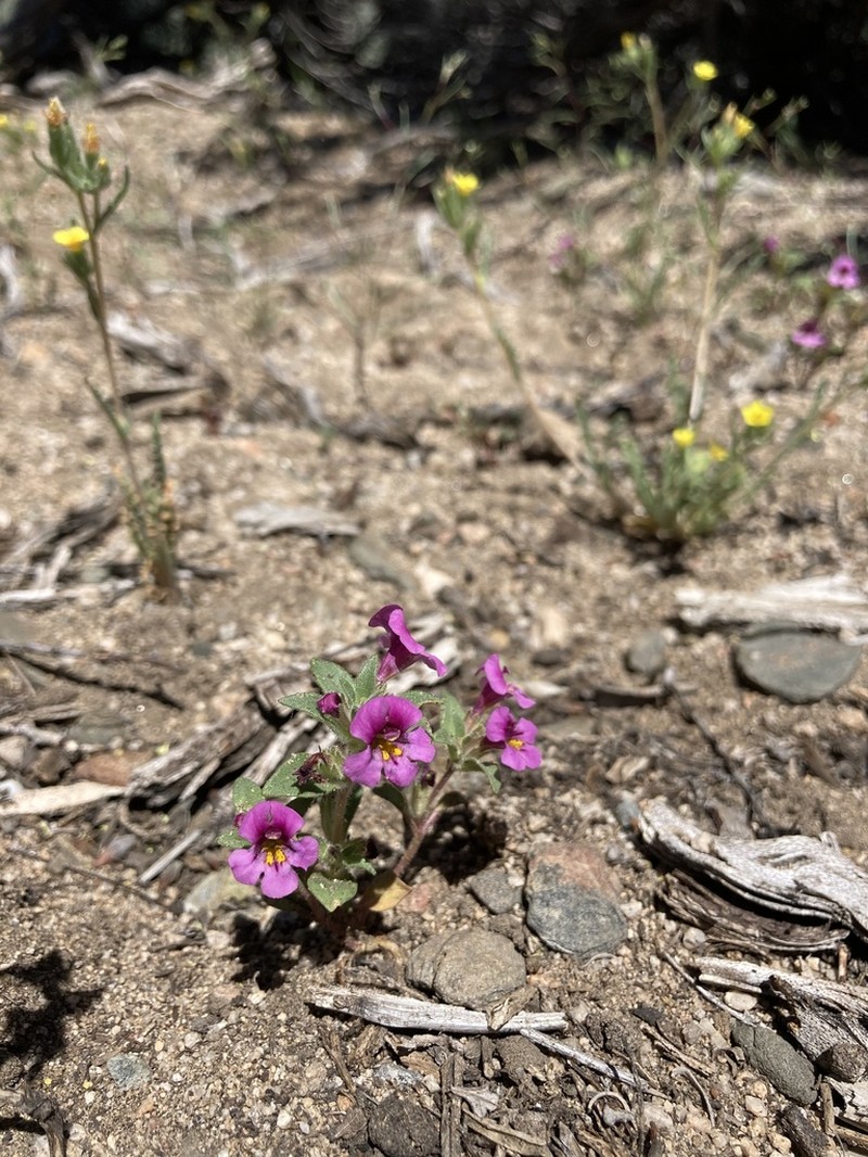 Eggleaf Monkeyflower photo 2