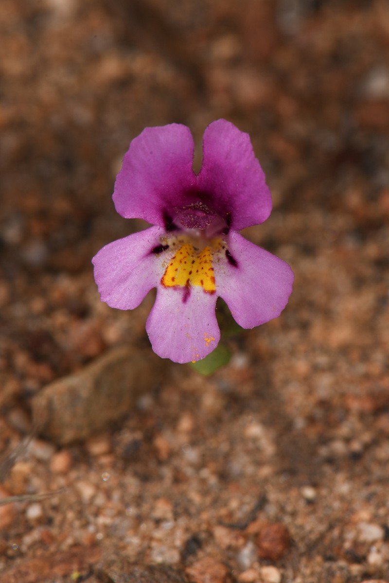 Eggleaf Monkeyflower photo 3