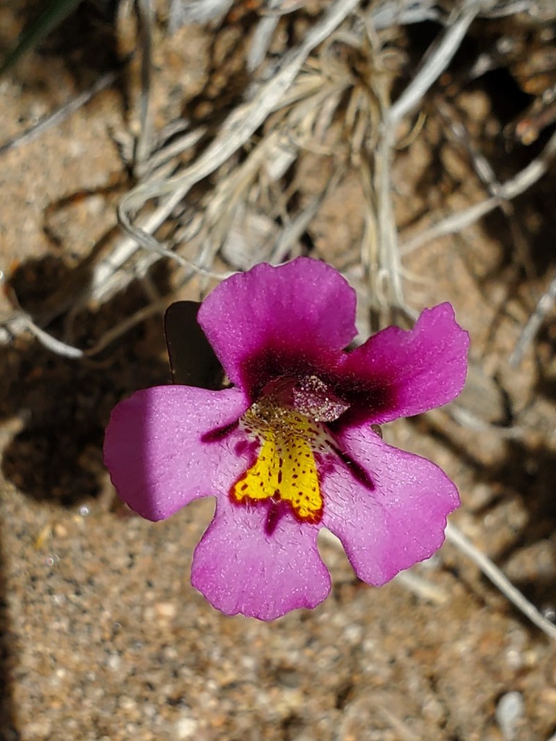Eggleaf Monkeyflower photo 5