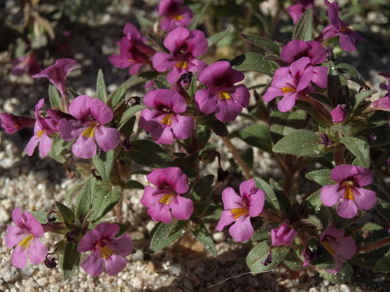 Eggleaf Monkeyflower photo 6